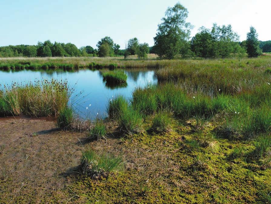 Foto 29: In niederschlagsarmen Jahren trocknen die Flachwasserzonen vieler Heide- und Moorweiher aus, was zu Bestandseinbrüchen bei hochgradig gefährdeten Libellenarten führen kann, Arenholzfeld
