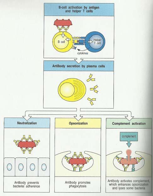 Antikörper als Effektormoleküle Die von den Plasmazellen sezernierten Antikörper können sich nun in Blut und Lymphe verteilen und Antigene binden.