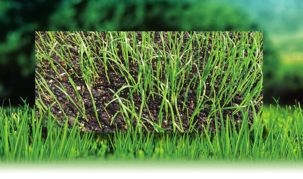 Grassorten und ihre Eigenschaften für die Verwendung in der Garden-Boom-Reihe Die Grasmischungen Garden Boom sind ein ausgewählter Komplex von Spitzenrasensorten, die dem RMS-Bewertungssystem