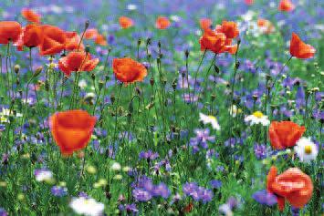 Blumenwiese im naturnahen Garten Kalender KW bis / Der Garten im April: Pflegen und jäten Die Brennnessel ein