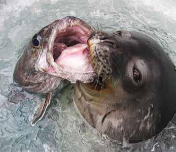 FISCHE Die Fischvielfalt in der Region des Weddell-Meeres ist bemerkenswert, dabei sind starke Unterschiede zwischen den am Schelf und den in tieferen Wasserschichten lebenden Arten festzustellen.