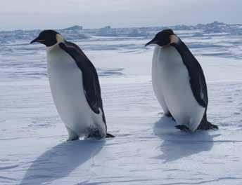 Änderungen in der Temperatur sowie in der Masse der Eisdecke und Ausdehnung von Meereis und Gletschern werden sich auf polare Pflanzen- und Tierarten auswirken, von denen viele lange leben und nur