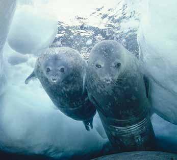Das Weddell-Meer ist für Menschen oft unzugänglich, doch hat sich in den letzten Jahrzehnten mit zunehmender Forschungstätigkeit ein Bild eines äußerst lebendigen marinen Ökosystems abgezeichnet, das