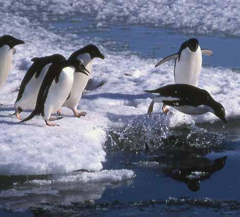 Die nördliche Grenze erstreckt sich von knapp unterhalb der Spitze der Antarktischen Halbinsel bis 20 O, d. h. oberhalb der Küste des Königin-Maud-Lands.