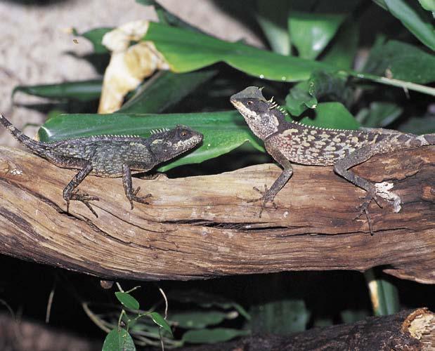 Echsen 13 Kleine Winkelkopfagame Acanthosaura crucigera Verbreitung und Lebensraum: Diese Spezies ist in Südostasien sehr weit verbreitet.