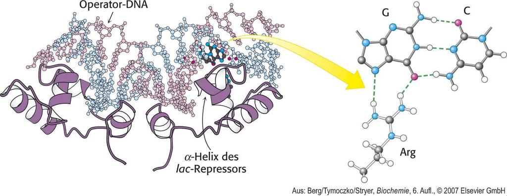 Was ist Inosine? (2) Welche Reaktion katalysiert die Ribonukleotid Reduktase? (2) Welches Enzym wandelt UMP in TMP um? Woher stammt die Methylgruppe für diese Reaktion?