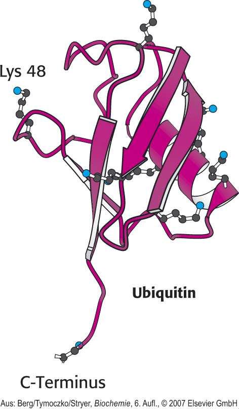 Welche Funktion hat Ubiquitin? (2) Um welche Verbindung handelt es sich? Welche Reaktionen fürhren zu dieser Verbindung? Wie heissen diese Enzyme? Welche Sequenz haben trnas an ihrem 3 Ende?