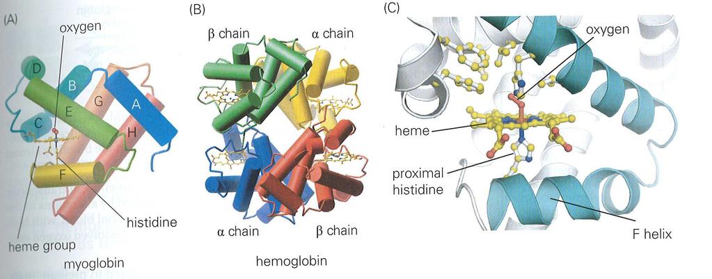 Vergleichen Sie an Hand der dargestellten Abbildung den Aufbau und Funktion von Myoglobin und Hämoglobin. Beschreiben Sie die beiden Diagramme. Was versteht man unter Bindungsenergie? Wozu dient sie?
