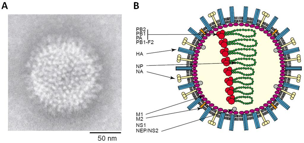 Einleitung Abbildung 1: Morphologie und Aufbau eines Influenzaviruspartikels. (A) Elektronenmikroskopische Aufnahme eines Influenza A-Virions (Whittaker 2001).