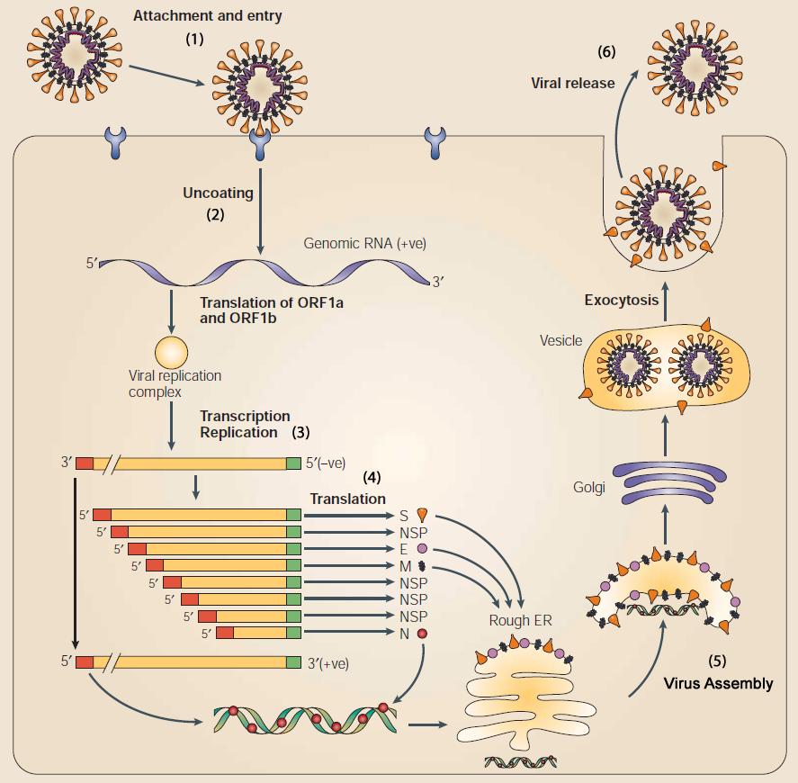 Einleitung Abbildung 7: Replikationszyklus von Coronaviren: (1) Bindung und Eintritt des Virus in die Zelle. (2) Fusion von Virus- und Zellmembran und Freisetzung des Nukleokapsids in das Zytoplasma.