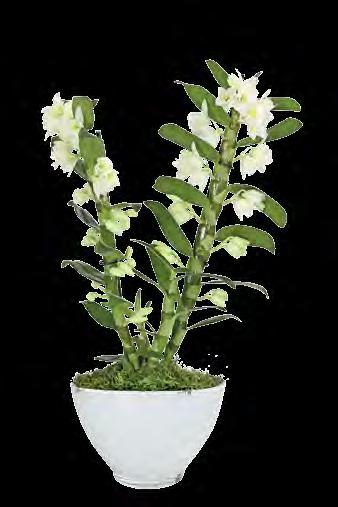 99 Stärkt die Widerstandskraft 4 3 Exklusive OrchidEEn -keramikserie Emilie verschiedene Formen und Größen, Weiß oder