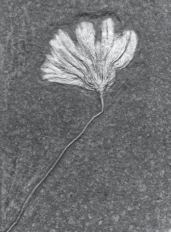 (Fischsaurier) - - - - - - - Seelilie Größe 66 x 98 cm Seelilien - - - - - -