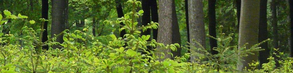 In weiträumig angelegten dichten Naturverjüngungen von Buche und Fichte hält sich Reh- und Rotwild ab einer bestimmten 'Bauchhöhe' höchst ungern auf.