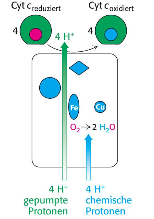 4 Cyt c red + 8 H + Matrix + O 2 2 H 2 O + 4 Cyt c ox + 4 H + Cytosol 4 skalare (chemische) Protonen: O 2 2 H 2 O 4 vektorielle Protonen: werden aktiv von der Matrix