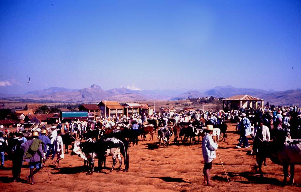 Zebumarkt