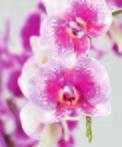Sorten und Merkmale Phalaenopsis Nachtfalterorchidee Heimat Südostasien Farben weiss, rosa, violett, gelb, grün