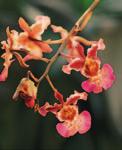 Diese Orchideen ertragen auch tiefe Winter-Temperaturen.