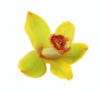 Standort und Pflege Temperatur Orchideen fühlen sich im Frühling/Sommer bei 15 18 C am wohlsten.