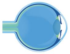 DIE AUGENHORNHAUT Die durchsichtige, leicht gewölbte Augenhornhaut oder Cornea ist gleichsam das Fenster des Auges.
