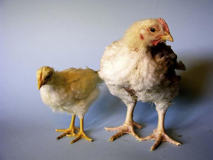 Hühner 29 Tage alt (Quelle: kagfreiland,
