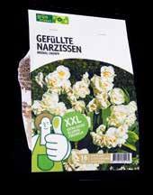 10 cm Zwiebelgröße: 5/+ Packung mit 50 Stück NARZISSE NARCISSUS 'BRIDAL CROWN' Blüte: