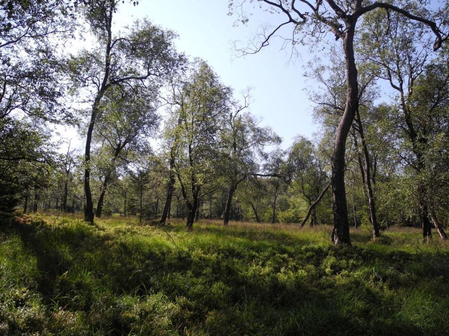 Die Moorwälder zeigen sich mosaikartig verzahnt in unterschiedlicher