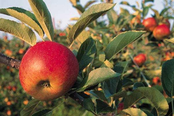 Wir pressen die Äpfel aus (Oktober / max. 15 Kinder) Ein paar Äpfel möchten von unseren Obstbäumen gepflückt werden. Helft Ihr uns dabei? Anschließend werden wir aus den Äpfeln Apfelsaft pressen.