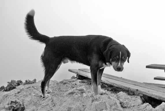 gejagt und getötet haben, richtet das Veterinäramt des Rhein-Sieg- Kreises einen dringenden Appell an die Hundehalter, beim Spaziergang mit den Vierbeinern ein besonders sorgsames
