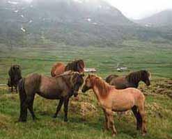 Charakter Die 1000jährige Reinzucht und die harten Lebensbedingungen auf Island haben ein Pferd hervorgebracht, das auch vom Charakter her ganz besonders ist: Islandpferde lebten in Island immer