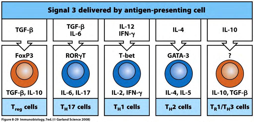 Effekt von Signal 3 der APC auf die T-Zellentwicklung