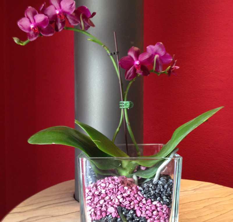 Colomi Orchideengranulat gibt