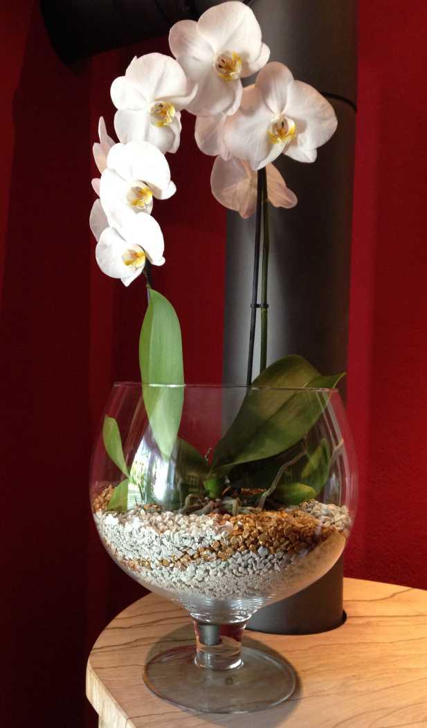 Colomi Orchideengranulat ist eine Invest in die Zukunft für prächtiges Wachstum und reichem Blütenﬂor colomi