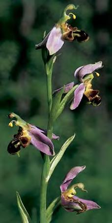 Abb. 67: Ophrys