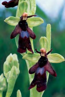 Abb. 71: Ophrys