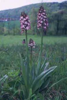 88: Orchis purpurea -