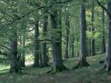 Die nachfolgenden Arten siedeln überwiegend in Wäldern Waldsaum Laubwald Abb.