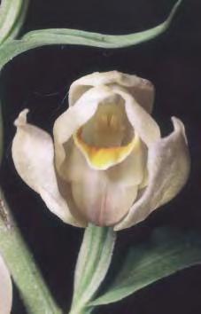 damasonium - Blüte