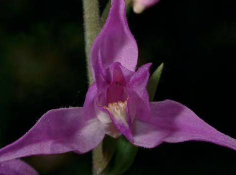 Abb. 117: Cephalanthera