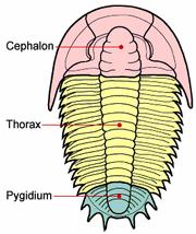 Trilobiten Trilobiten waren vom Kambrium bis ans Ende des Perm bis vor circa 250 Millionen Jahren in den Urmeeren verbreitet. Sie besaßen ein kalkhaltiges Exoskelett.