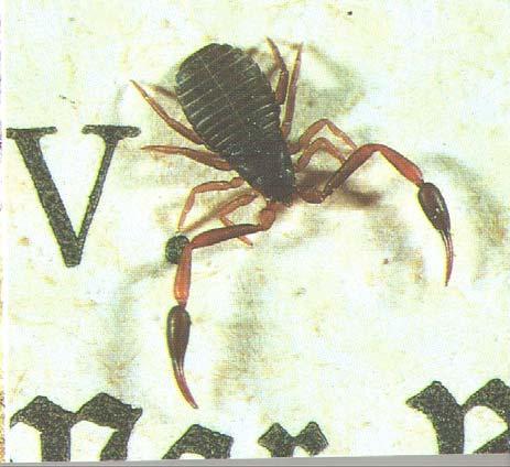 Spinnenartige Pseudoscorpionida klein, mit