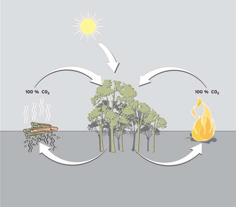 Motiv 3: Holz ist der einzige Brennstoff, der als CO2-neutral bezeichnet werden kann, da er während