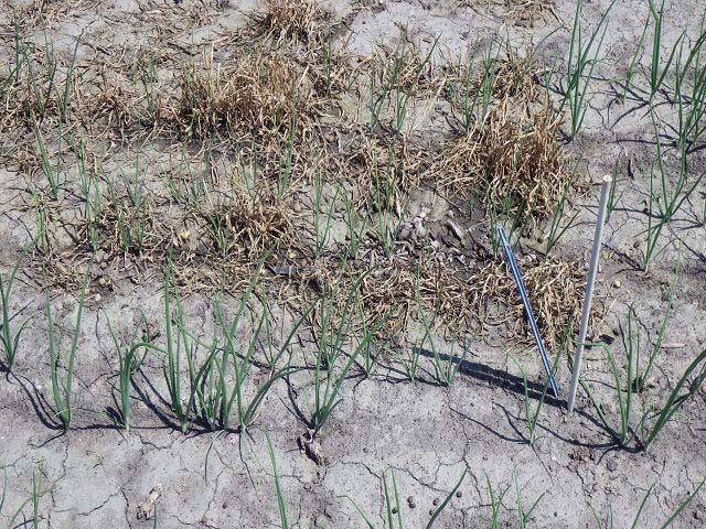 Photo 2 zeigt den Bestand einen Monat nach dem Herbizideinsatz. Die Zwiebelpflanzen im vorderen Teil, ohne Untersaat, wirken größer und vitaler als jene mit der Untersaat. 10 7.