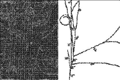 Entdeckung des Strange Quarks Entdeckung in Teilchenreaktionen, Quarkmodell sagte erfolgreich