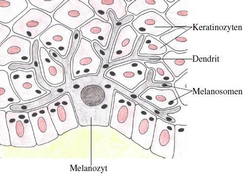 Die Pigmentzellen (Melanozyten) Die Pigmente werden in speziellen Zellen, den Melanozyten gebildet.