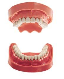 Studien- und Zahnmodelle Ganz einfach menschlich. Studien- und Zahnmodelle Modellzähne mit allen morphologischen Details.