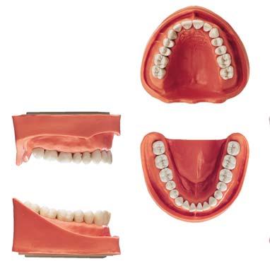 Der funktionelle Zusammenhang zwischen Zahnform und Morphologie der Kiefergelenke kann beim Einsatz geeigneter Patienten-Simulatoren (G40, G50)