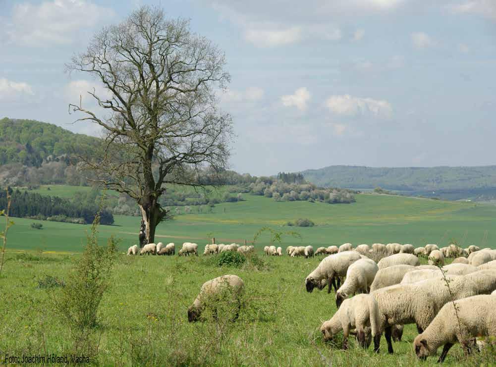 Probleme der Schafhaltung in Deutschland Entwicklung der