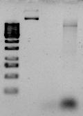 4.Ergebnisse 107 A B Wildtyp: EGFP CtIP CtIP wt nicht phosphorylierbare Mutante: EGFP CtIP Phospho-Mimik-Mutante: EGFP CtIP T847A T847E CtIP T847A CtIP T847E Abb. 4.24.