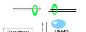 DSB-Erkennung Rekrutierung von anderen NHEJ-Faktoren Prozessierung Artemis DNA-Polymerase µ oder λ Polynukleotide-Kinase Verbinden der DSB-Enden Abb. 1.6.