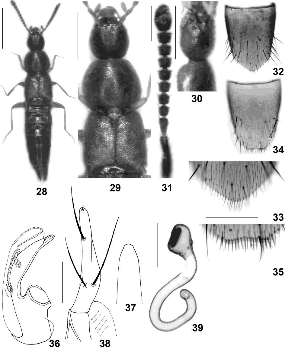 5 Figs 28-39: Oxypoda ziyaretica sp.n. (28) habitus; (29) forebody; (30) head in lateral view; (31) antenna; (32)? sternite VIII; (33) posterior margin of?